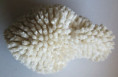 /products/conus-figulinus-linnaeus-17582/